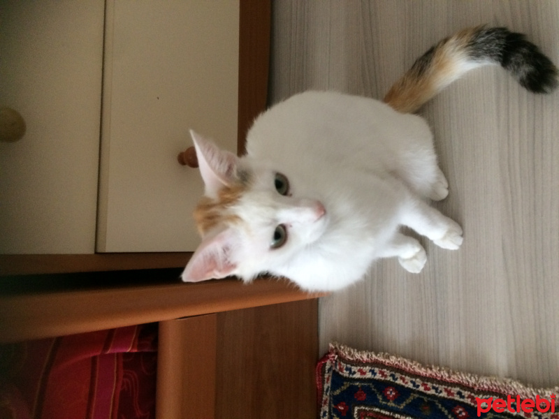 Soke, Kedi  Boncuk fotoğrafı