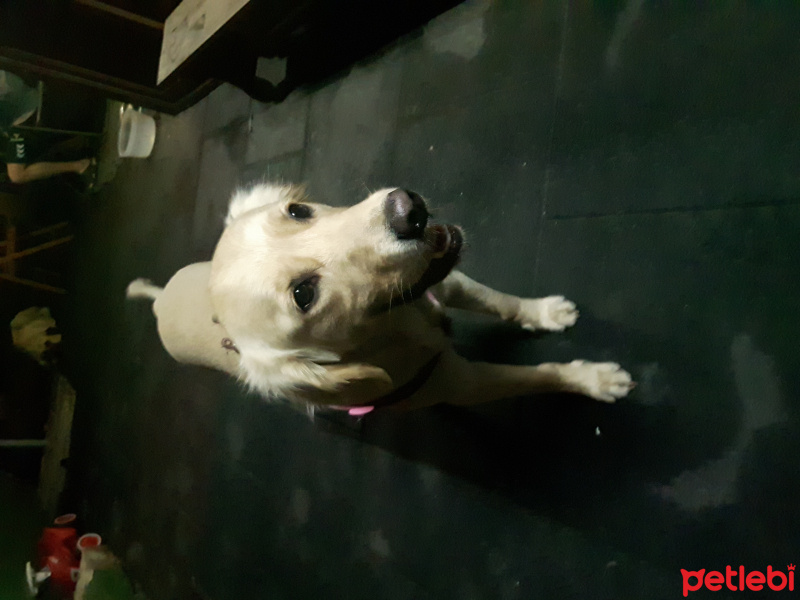 Golden Retriever, Köpek  Bambam fotoğrafı
