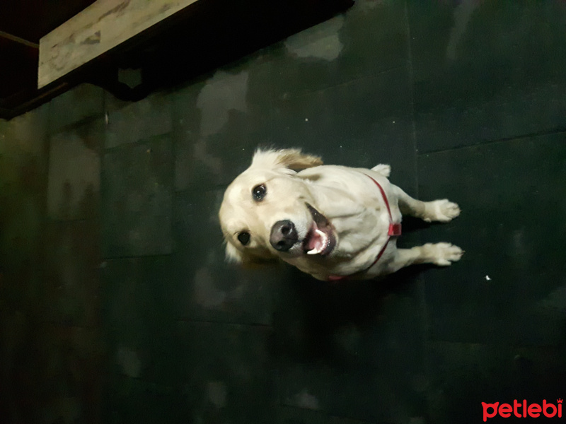 Golden Retriever, Köpek  Bambam fotoğrafı