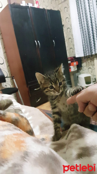 Tekir Kedi, Kedi  Mause fotoğrafı