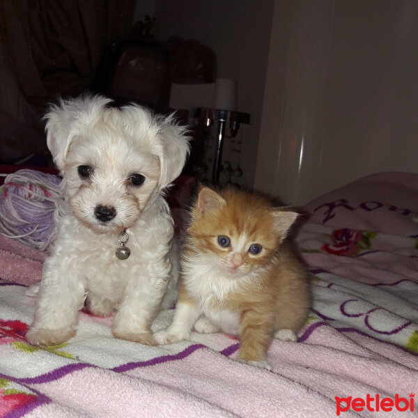 Maltese, Köpek  Leydi fotoğrafı