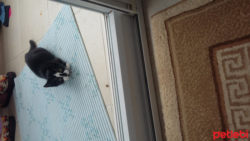 Ankara Kedisi, Kedi  Koko fotoğrafı