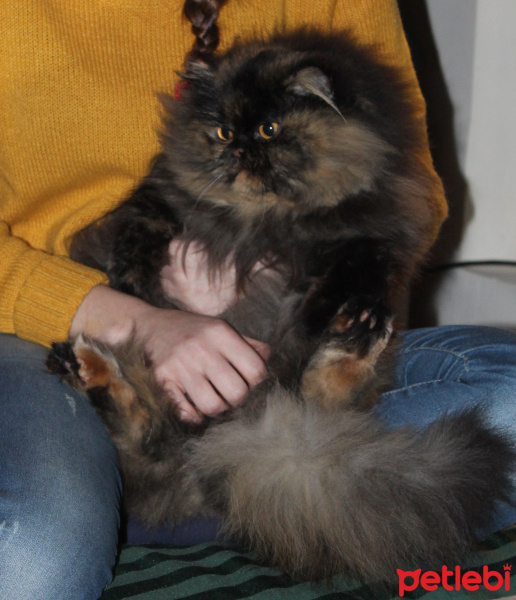 İran Kedisi (Persian), Kedi  Kız fotoğrafı