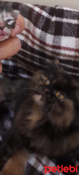 İran Kedisi (Persian), Kedi  Kız fotoğrafı