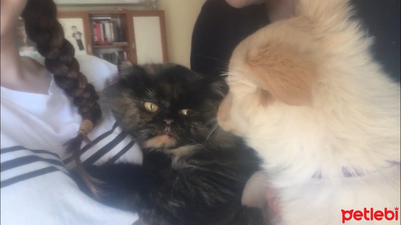 İran Kedisi (Persian), Kedi  Kız fotoğrafı