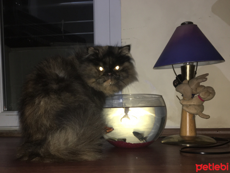 İran Kedisi (Persian), Kedi  Kız fotoğrafı