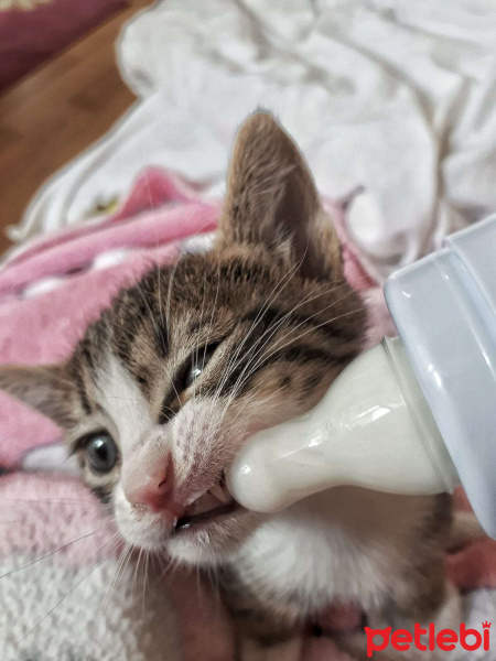 Tekir Kedi, Kedi  Bubbles fotoğrafı