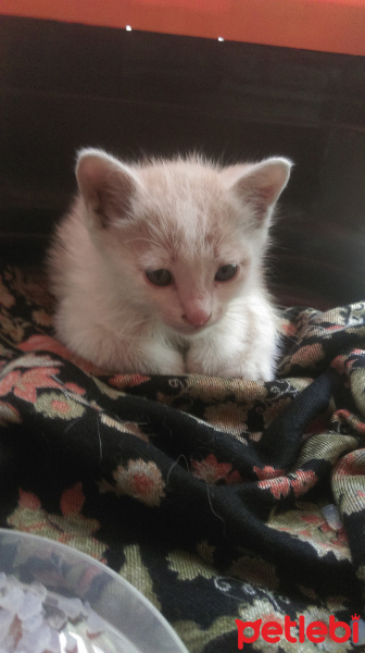 Tekir Kedi, Kedi  Mario fotoğrafı