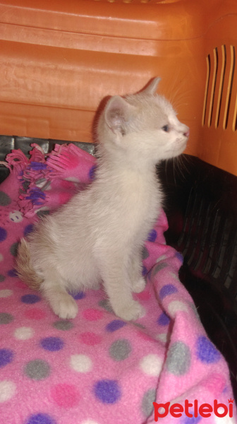 Tekir Kedi, Kedi  Mario fotoğrafı