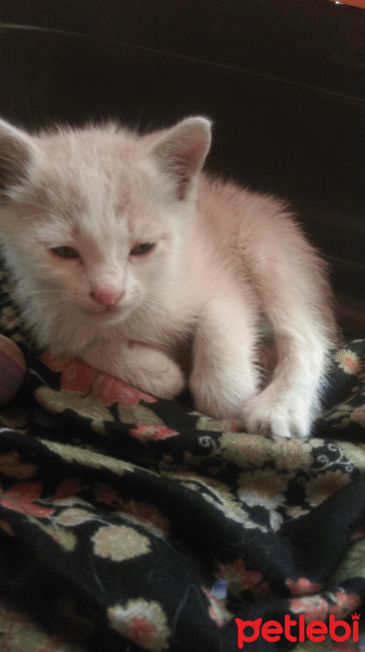 Tekir Kedi, Kedi  Mario fotoğrafı