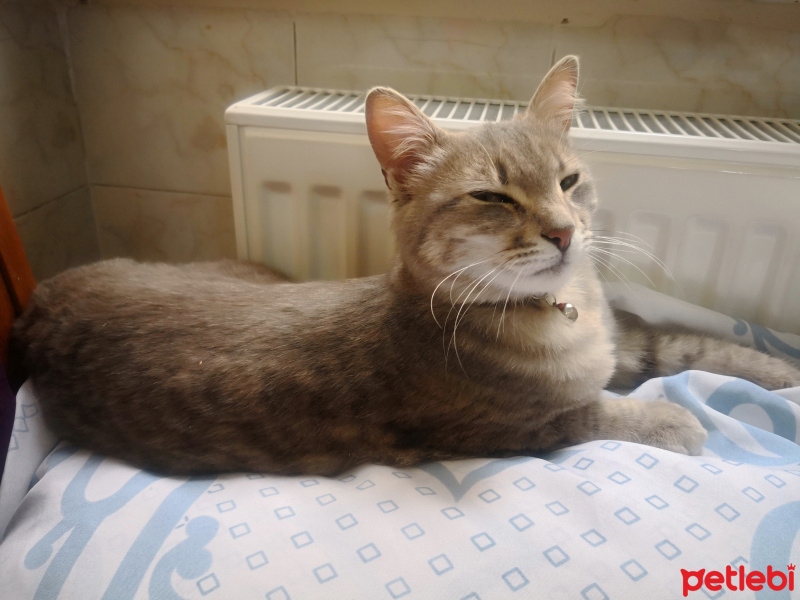 Mavi Rus, Kedi  Foxy fotoğrafı