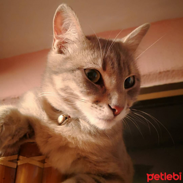 Mavi Rus, Kedi  Foxy fotoğrafı