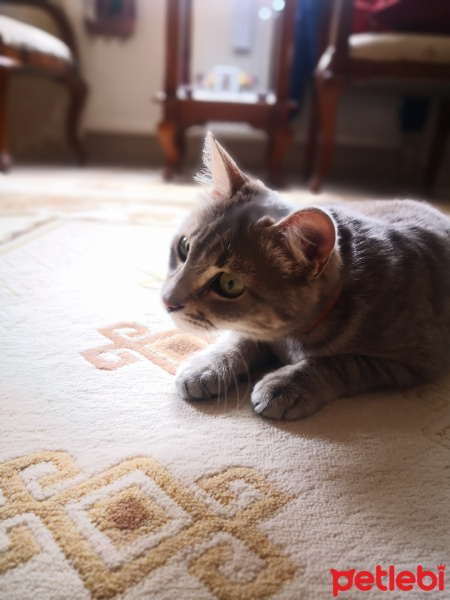 Mavi Rus, Kedi  Foxy fotoğrafı