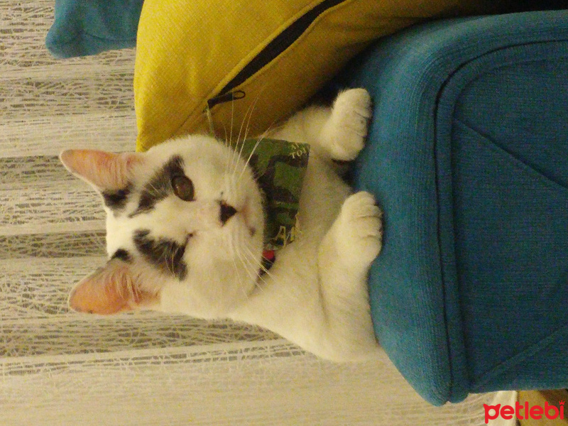 Tekir Kedi, Kedi  Kartal fotoğrafı