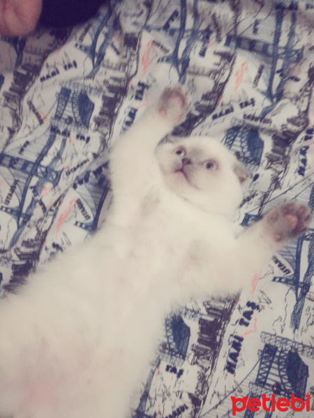 Scottish Fold, Kedi  Sütlaç fotoğrafı