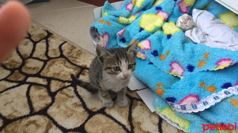 Tekir Kedi, Kedi  Bella fotoğrafı