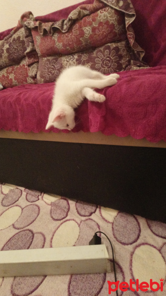 Van Kedisi, Kedi  Pamuk fotoğrafı