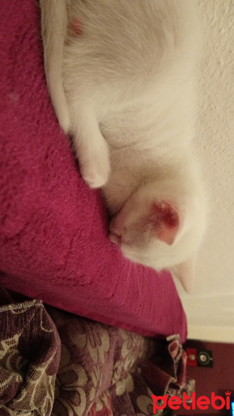 Van Kedisi, Kedi  Pamuk fotoğrafı
