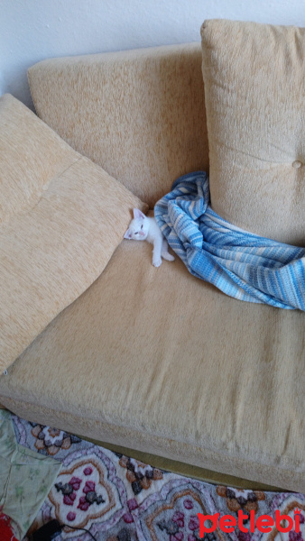 Van Kedisi, Kedi  Pamuk fotoğrafı