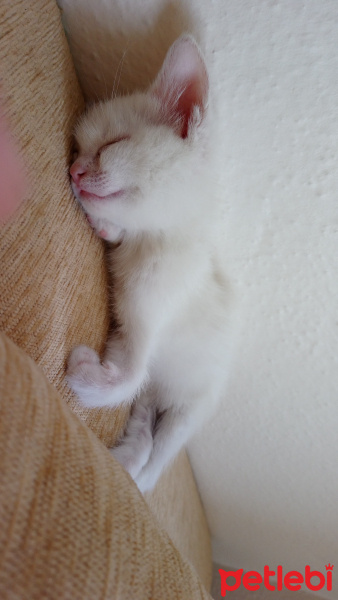 Van Kedisi, Kedi  Pamuk fotoğrafı