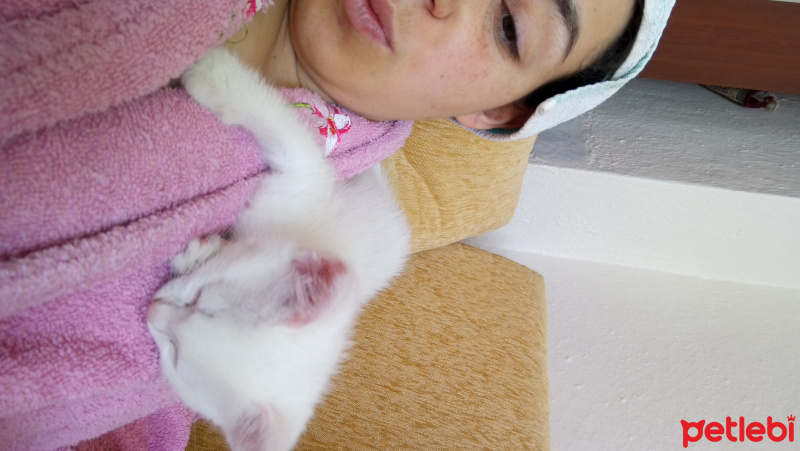 Van Kedisi, Kedi  Pamuk fotoğrafı