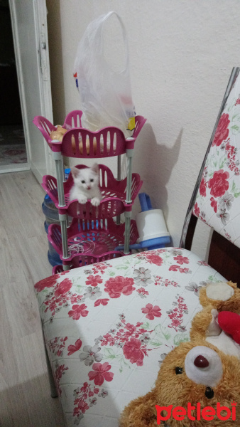 Van Kedisi, Kedi  Pamuk fotoğrafı