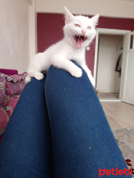 Van Kedisi, Kedi  Pamuk fotoğrafı