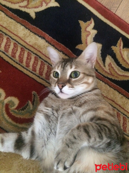 Tekir Kedi, Kedi  Prenses fotoğrafı