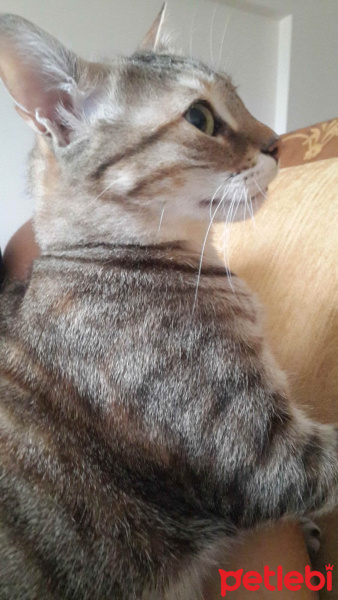 Tekir Kedi, Kedi  Prenses fotoğrafı