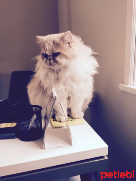 İran Kedisi (Persian), Kedi  mia fotoğrafı