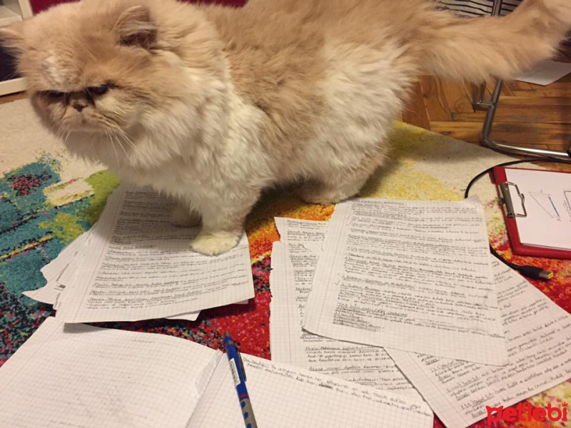 İran Kedisi (Persian), Kedi  mia fotoğrafı