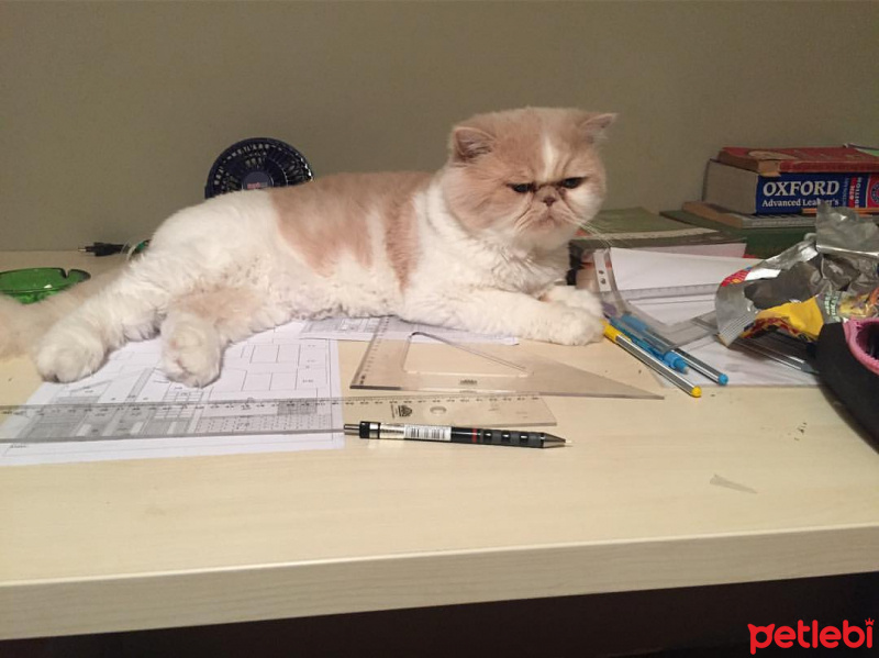 İran Kedisi (Persian), Kedi  mia fotoğrafı
