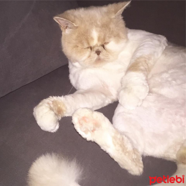İran Kedisi (Persian), Kedi  mia fotoğrafı