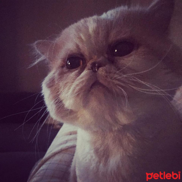 İran Kedisi (Persian), Kedi  mia fotoğrafı