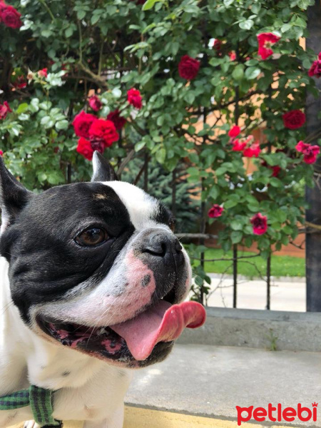 Fransız Bulldog, Köpek  leon fotoğrafı
