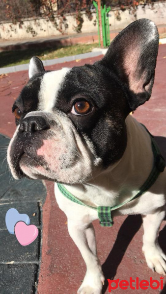 Fransız Bulldog, Köpek  leon fotoğrafı