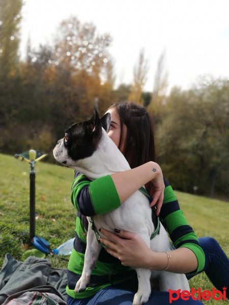 Fransız Bulldog, Köpek  leon fotoğrafı