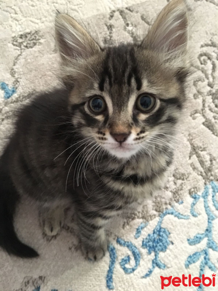 Tekir Kedi, Kedi  Miyu fotoğrafı