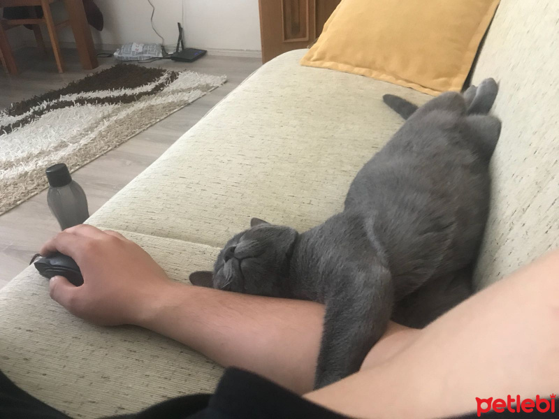 British Shorthair, Kedi  Gölge fotoğrafı