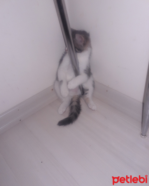 American Curl, Kedi  Pamuk fotoğrafı