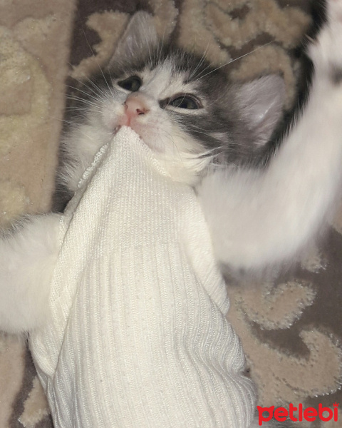 American Curl, Kedi  Pamuk fotoğrafı