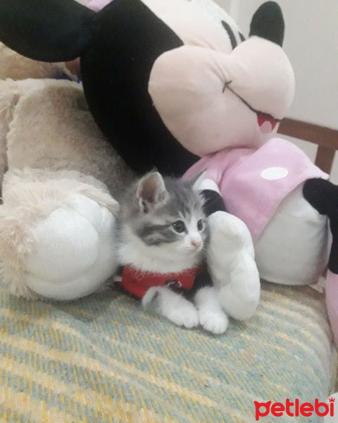 American Curl, Kedi  Pamuk fotoğrafı