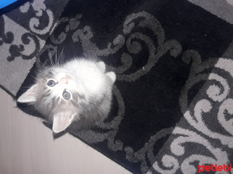 American Curl, Kedi  Pamuk fotoğrafı