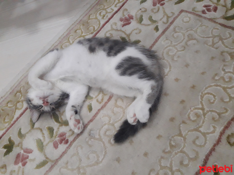 American Curl, Kedi  Pamuk fotoğrafı