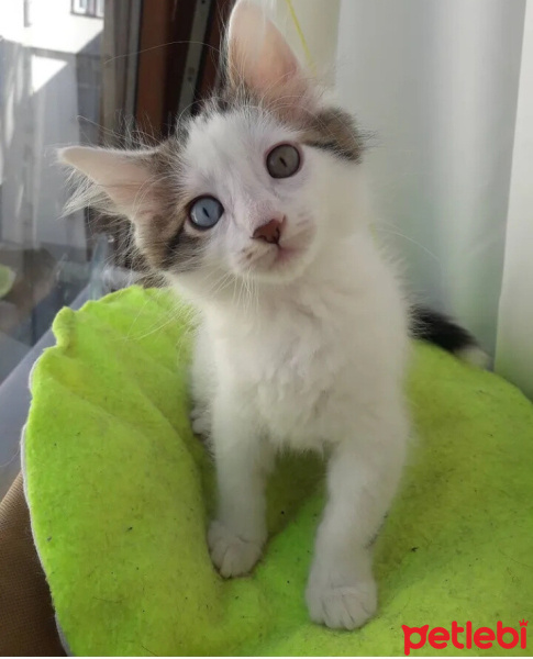 American Curl, Kedi  Pamuk fotoğrafı