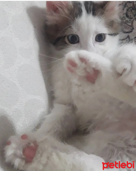 American Curl, Kedi  Pamuk fotoğrafı