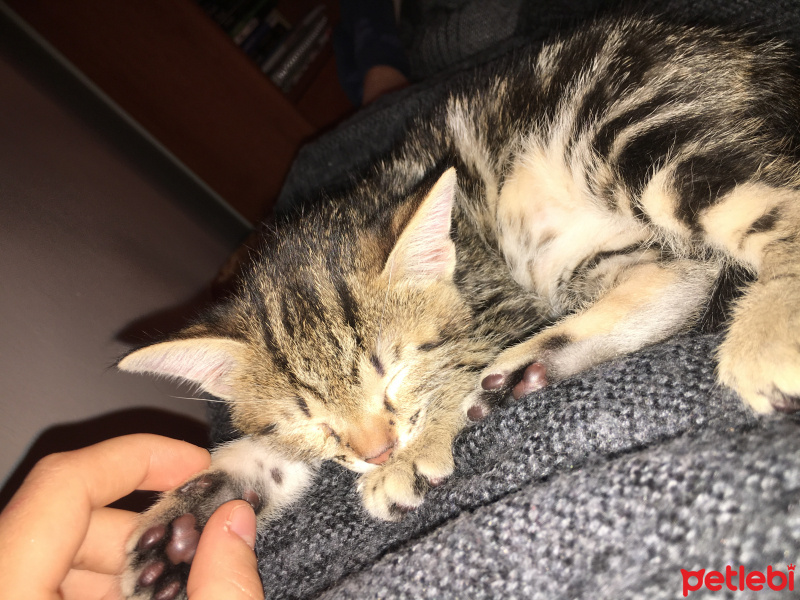 Tekir Kedi, Kedi  Yok fotoğrafı