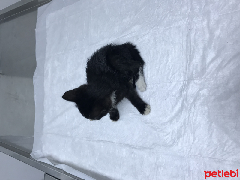 Tekir Kedi, Kedi  Adını koymadık Beşiktaş Dedik :) fotoğrafı