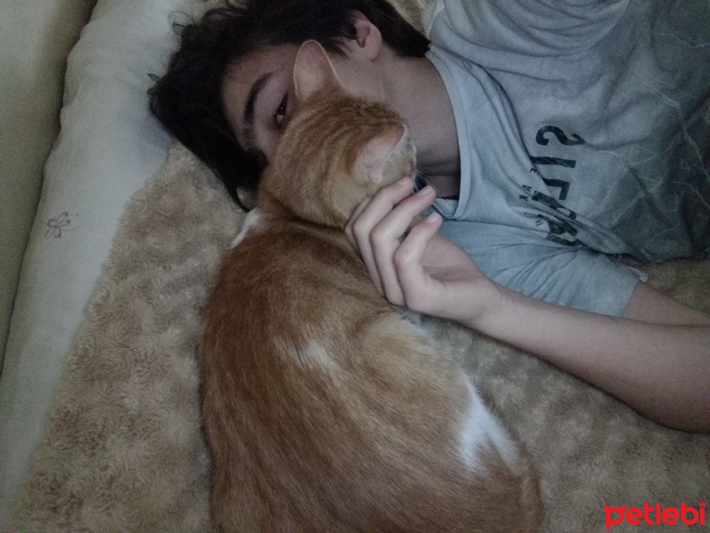 Chinchilla, Kedi  Puşuli Portakal fotoğrafı