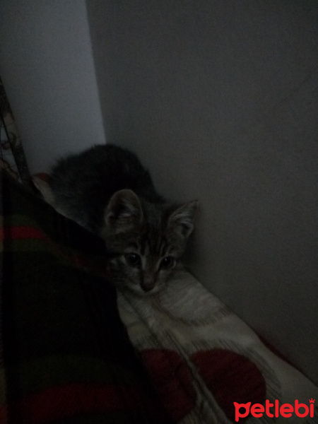 Tekir Kedi, Kedi  dido fotoğrafı